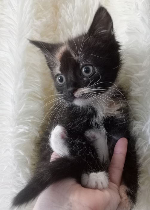 Кошеня дівчинка Марта