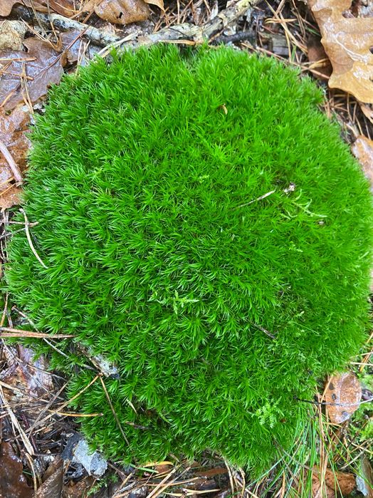 Mech, dekoracyjny mech