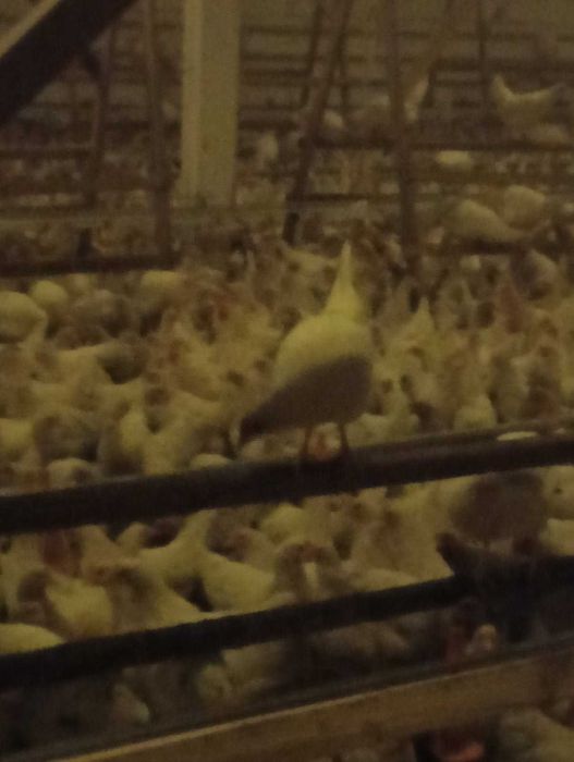 KURY NIOSKI Lohmann Sandy 16 tydzień