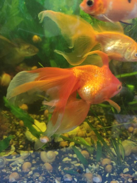 Обменяю ампулярии, рыбок