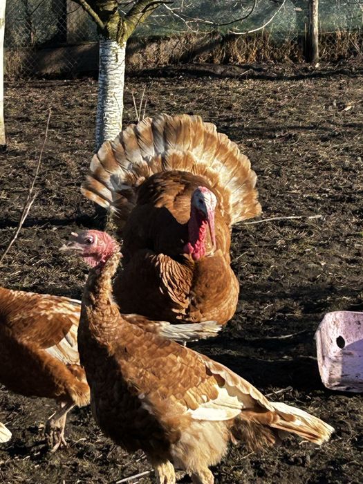 Продам молодь індиків червоний бурбон