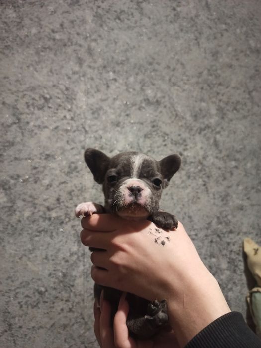 Продам щенков французский бульдог чистокровный