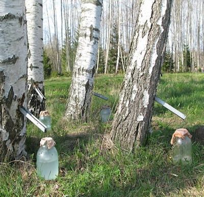 Sok z brzozy świeży