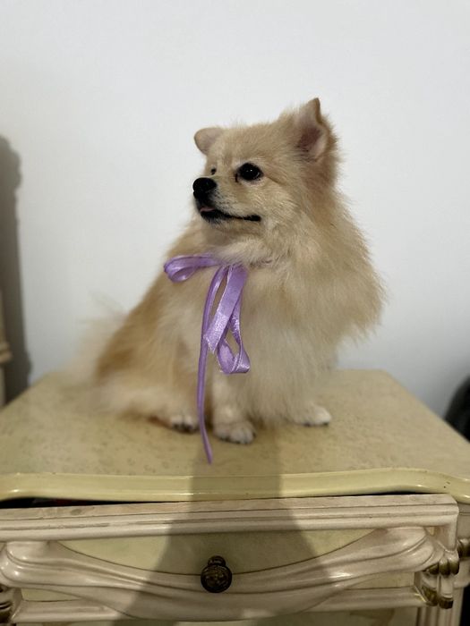 Обіймай і не відпускай  чарівні Померанські шпіци тут!