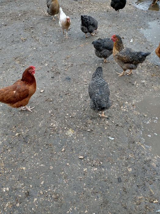 Młode kury nioski 9 tygodniowe