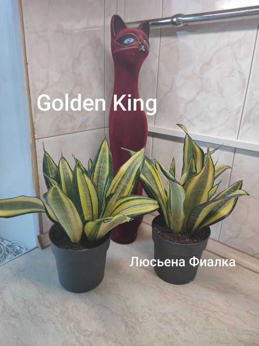 Колекційні сансев'єрії