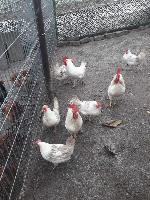 Koguty leghormy z kwietnia 2025roku