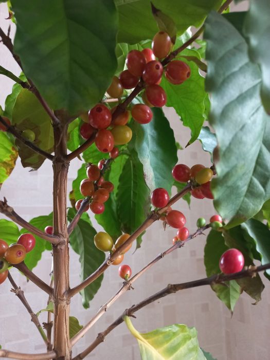 Кофе (кофейное дерево)