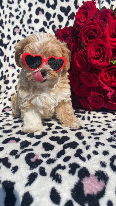 Мальтіпу мальти пу