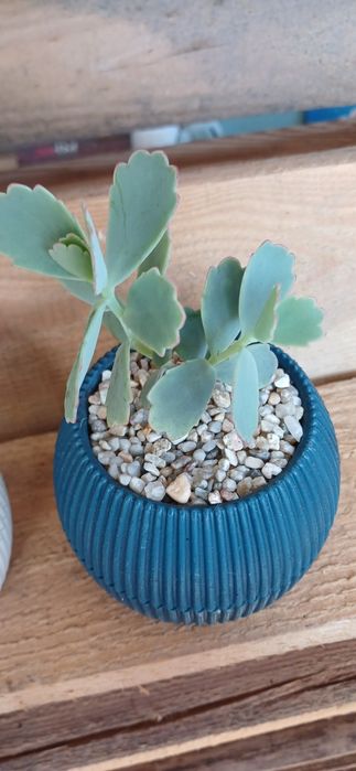 Сукуленти сукулент вазон хавортія каланхое молодило