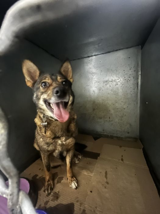 Віддам собачку в добрі руки