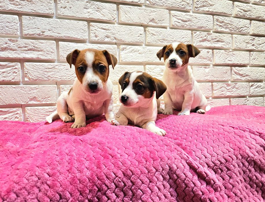 Jack russell terrier- śliczne