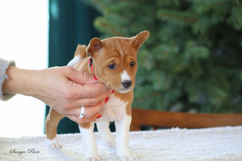 Piękna Suczka Basenji