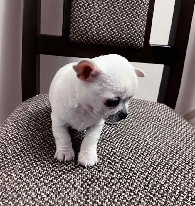 Хлопчик міні чіхуахуа