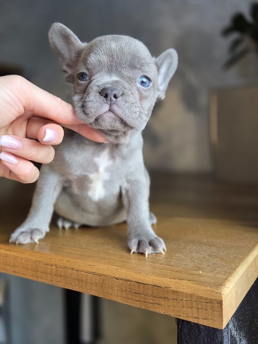 Крутезна мала французький бульдог