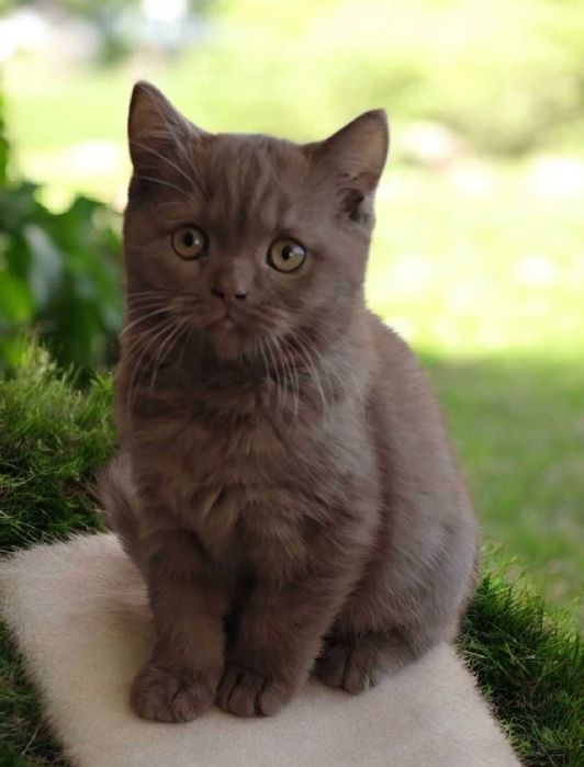 British Shothair chocolate macho com Lop