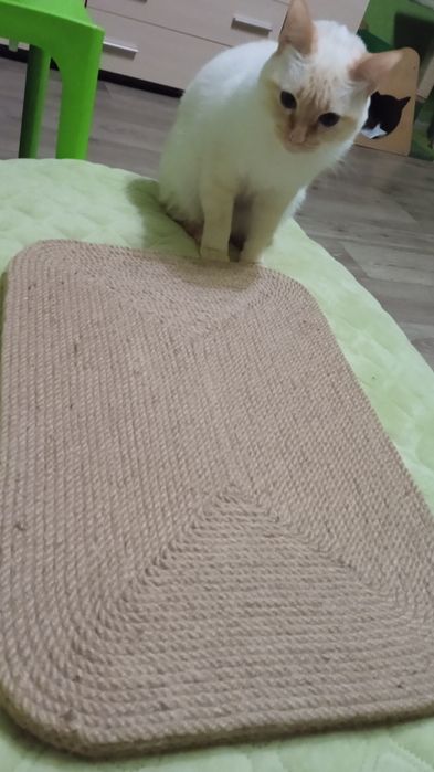 Розпродаж для котиків