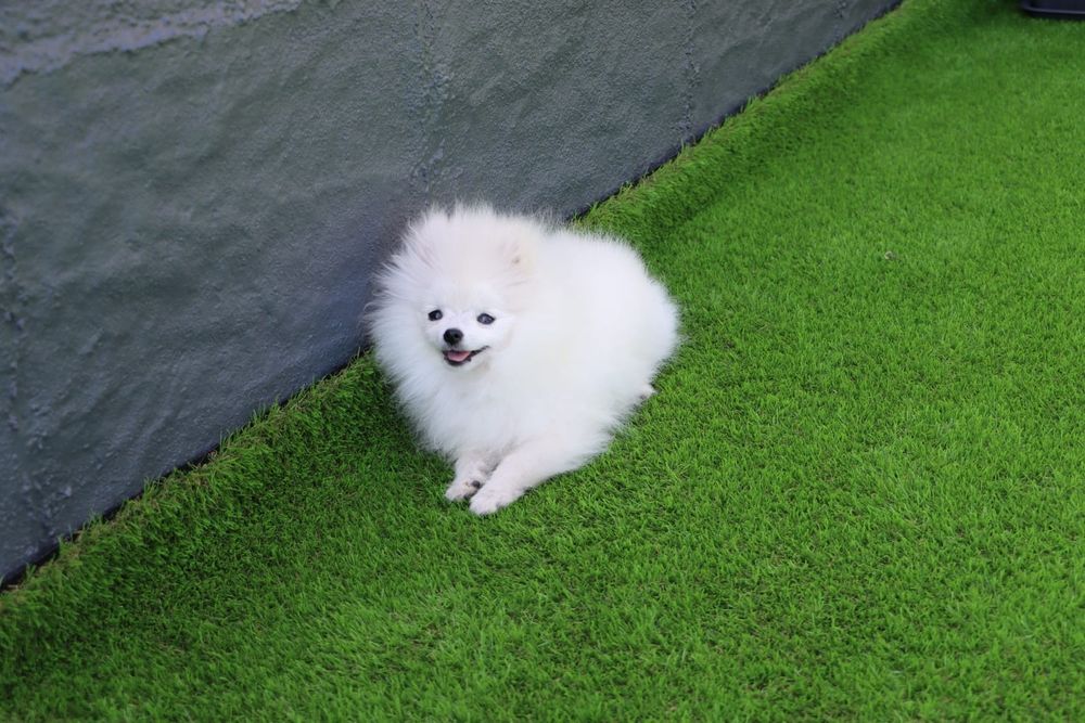 MINI Spitz lulu Pomerânia