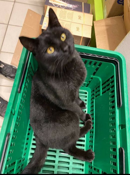 Срочно отдам черного молодого кота, угрожают завезти