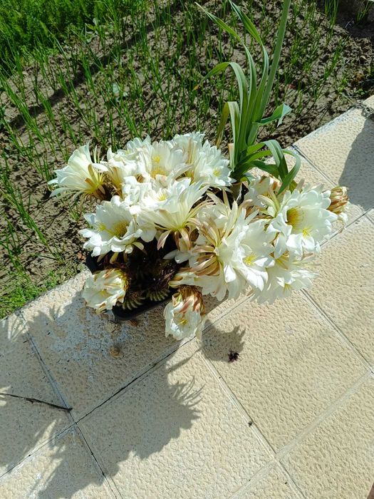 cactos em floreira ou isolados