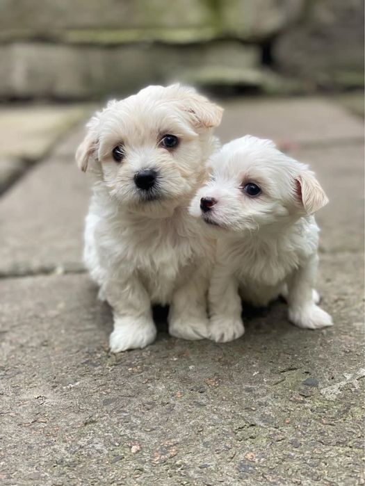 Мальтійська болонка. Мальтезе