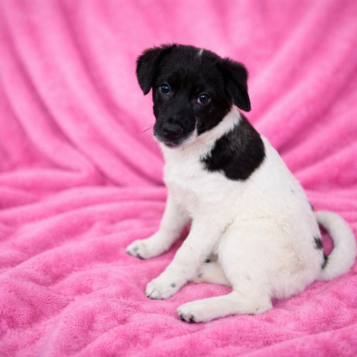 Красивую щенульку отдам в хорошие руки!