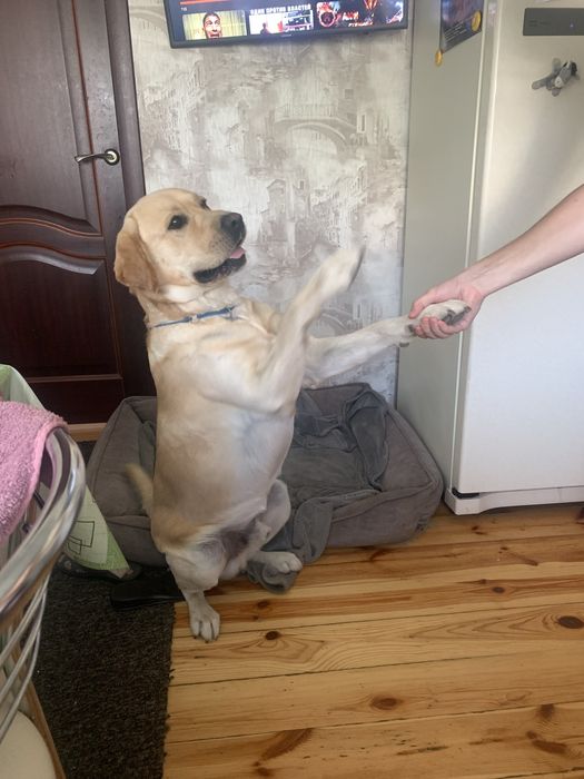 Чистокровный лабрадор Лаки на вязку