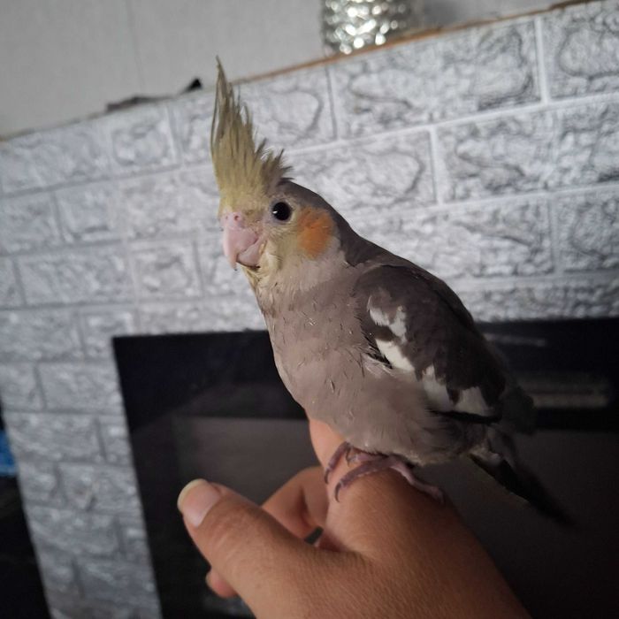 Caturra criado a mao muito manso