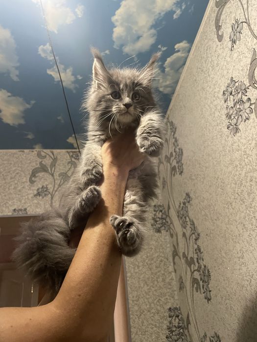 Кошенята мейн кун