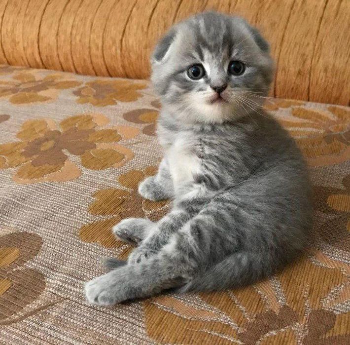 Продам шотландских котят
