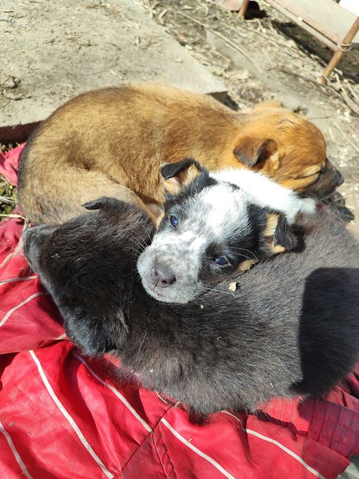 Отдам в добрые руки щенки 4 мальчика и 1 девочка