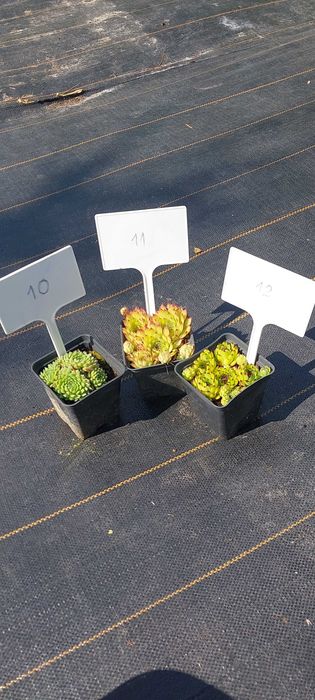 Rojniki i rozchodniki