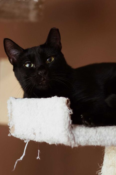 Antek szuka domu! Fundacja "Stawiamy na Łapy"