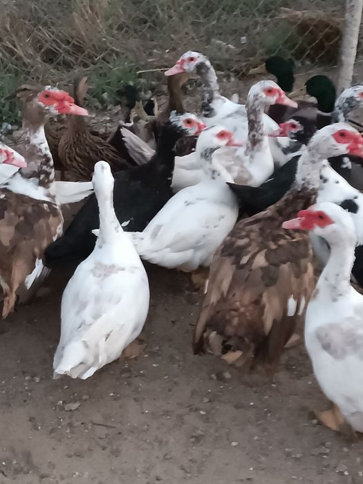 Patos Mudos.    .