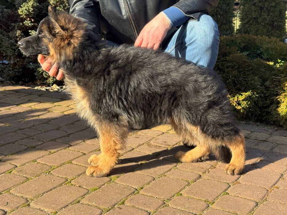 Owczarek Niemiecki Długowłosy ZKwP / FCI szczenię