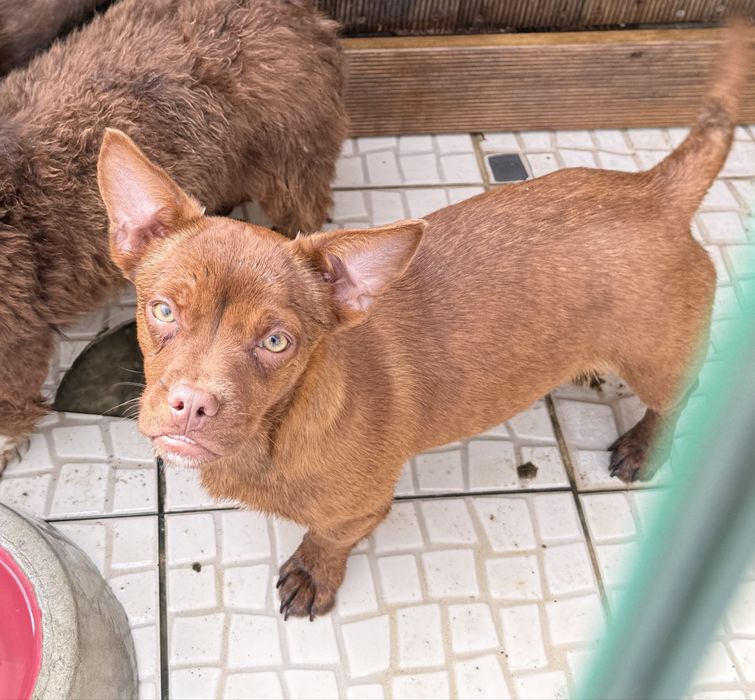 Cães para Adoção Responsável