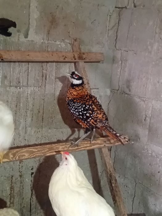 Sprzedam bażanta samca okazja