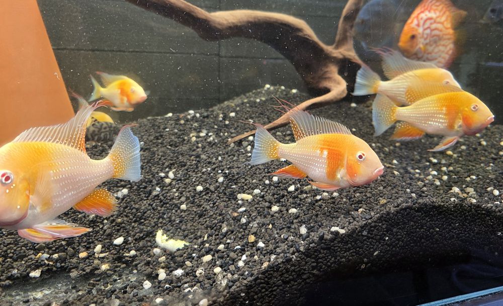 Ziemiojady Acarichthys heckeli albino dobrane pary.