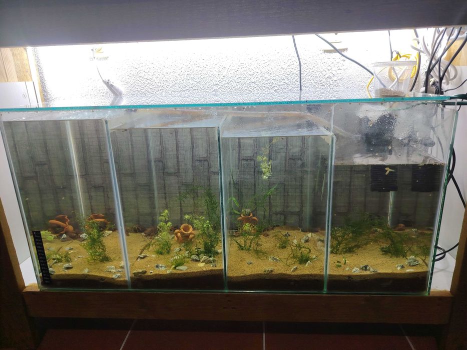 Dois aquários  decoração