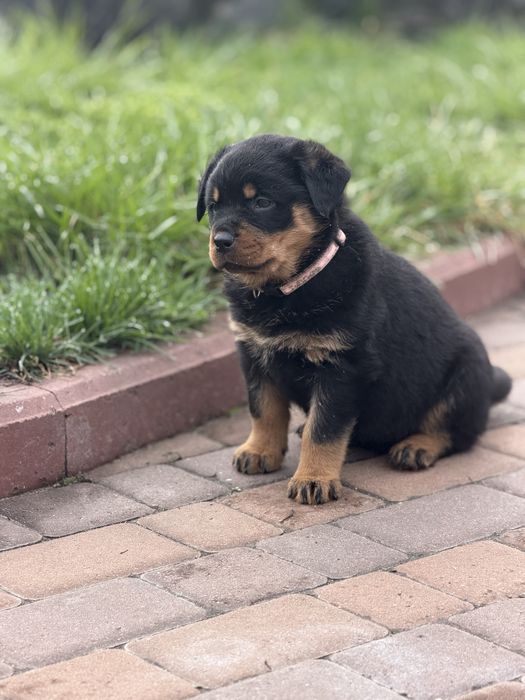 Девочка 1,5 мес