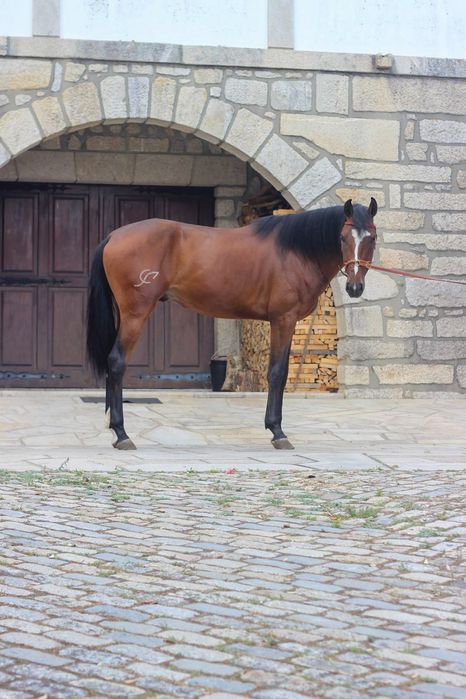 Poldro Luso Warmblood