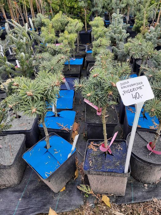 Jodła na pniu, różne odmiany