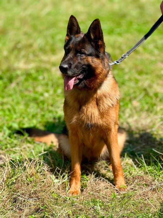 Cudowna 4 letnia suczka owczarek niemiecki do adopcji
