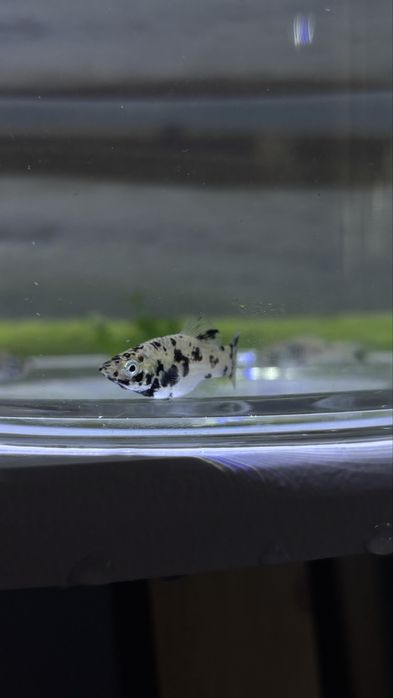 Mollys Dalmata juvenis