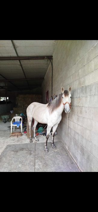 Egua lusitana montada