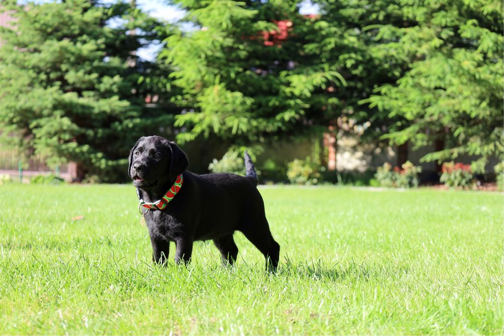 Labrador Retriever czarny FCI ZkwP