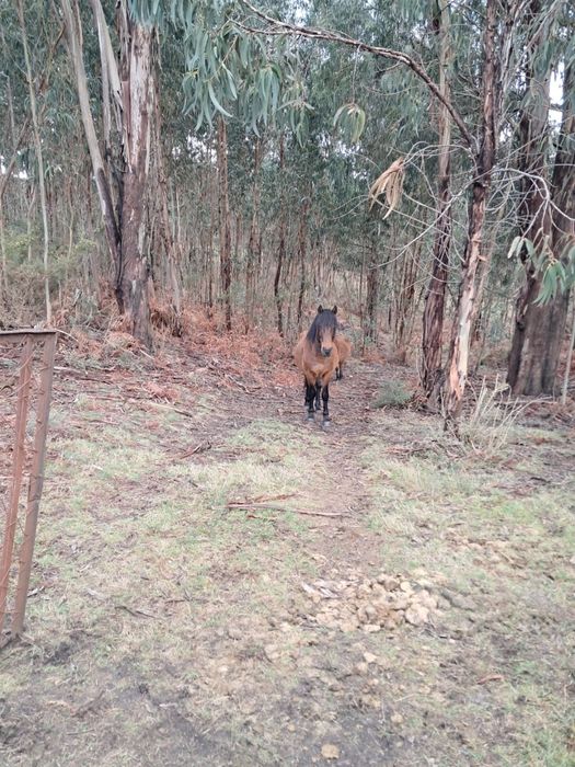 Cavalo Garrano puro com 6 anos