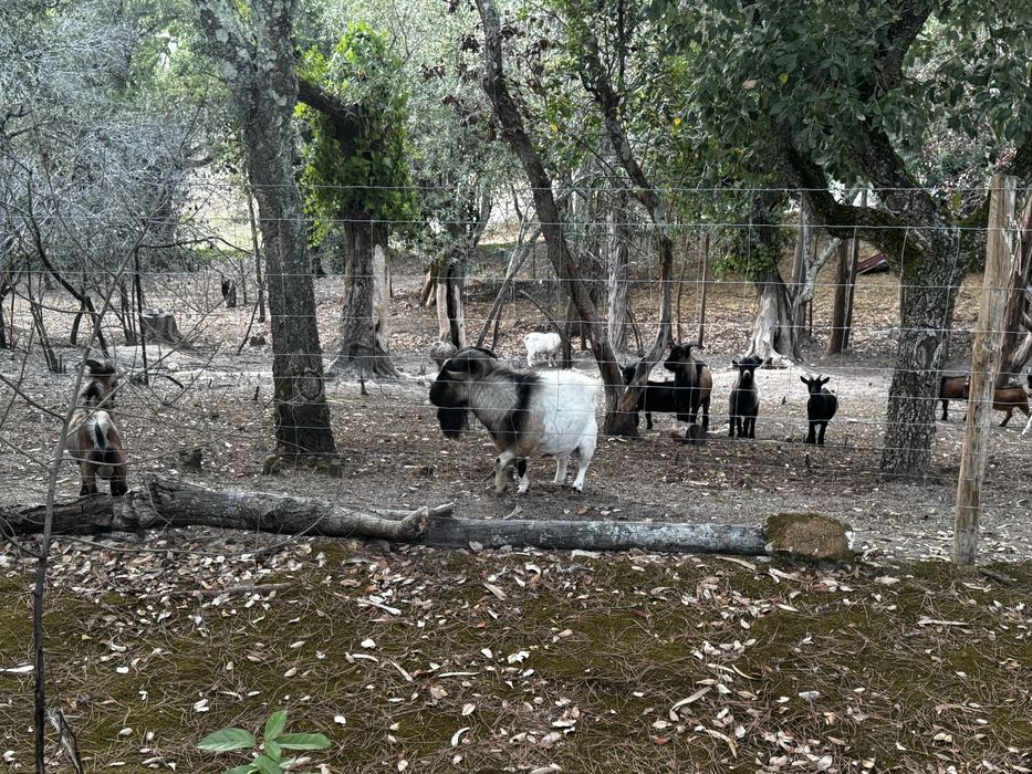 Cabras Anãs para Venda