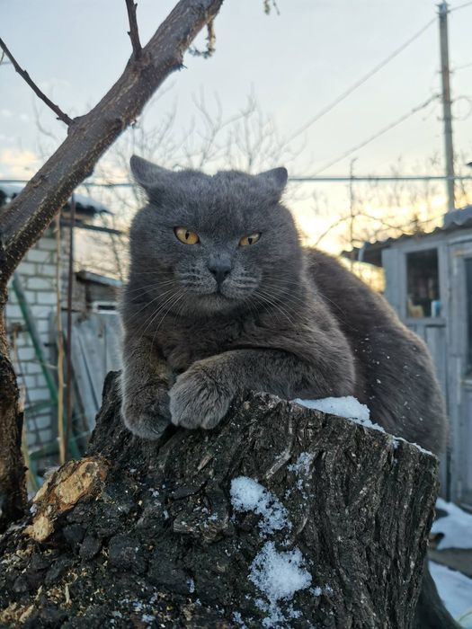котик котёнок котёночек мальчик дымчатый серый гладкошерстный