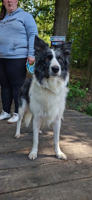 Border Collie Sami